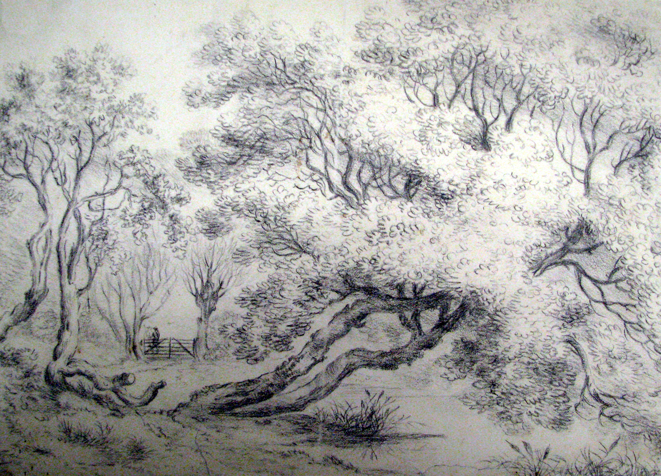 a%20drawing%20of%20a%20Woodland%20sketch